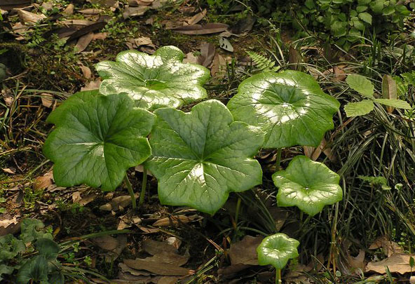 [Image: wudang_herb_07_3.jpg]